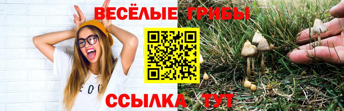 Псилоцибиновые грибы Psilocybine cubensis Жигулёвск